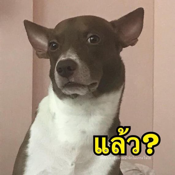 แชท หาแฟน, หาเพื่อนคุย 