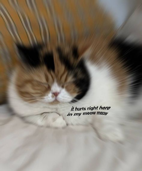 แชท โสด 