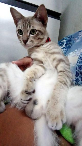 แชท หาเพื่อนคุย 