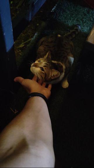 chat find love, chat