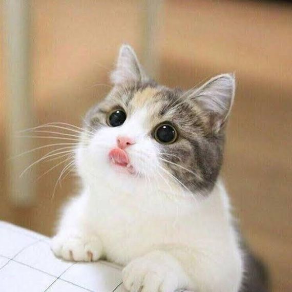 แชท หาเพื่อนคุย, หาเพื่อนเที่ยว  ที่อยู่ กรุงเทพมหานคร