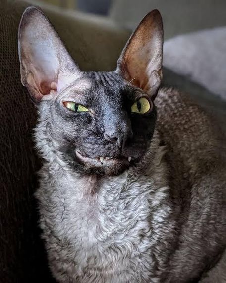 chat looking for friends 