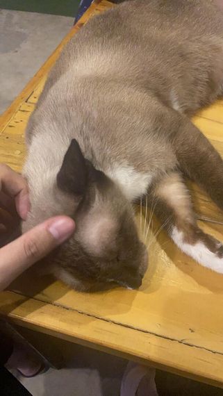 แชท หากิ๊ก 