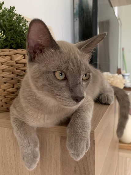 chat looking for friends 