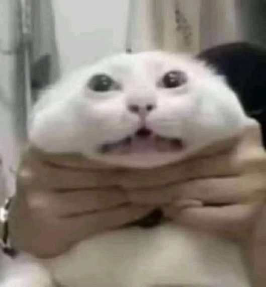 chat looking for friends 