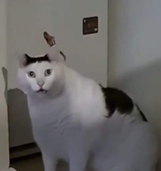chat chat, hangout 