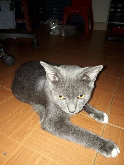 แชท หาเพื่อนคุย, โสด 
