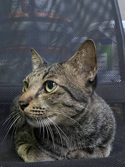 chat chat, single  from Bangkok