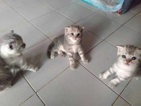 แชท หาเพื่อนคุย  ที่อยู่  สมุทรปราการ