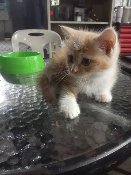 แชท หาเพื่อนเที่ยว, โสด 