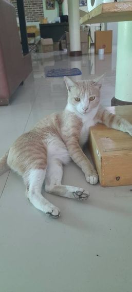 แชท หาเพื่อนคุย 