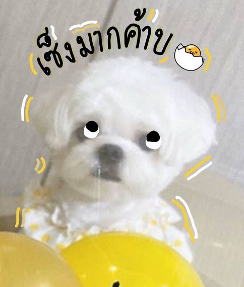 แชท หาเพื่อนคุย 