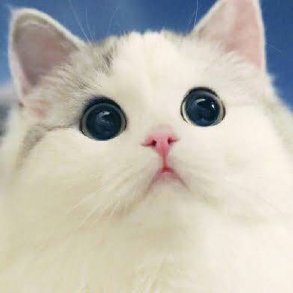 chat single 