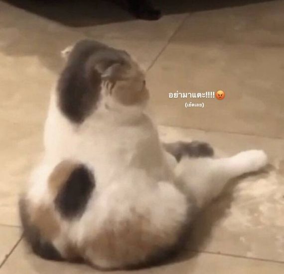 แชท หาเพื่อนคุย, หาเพื่อนเที่ยว  ที่อยู่  เชียงใหม่