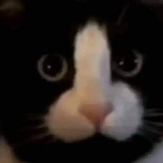 แชท หาแฟน, หาเพื่อนคุย 