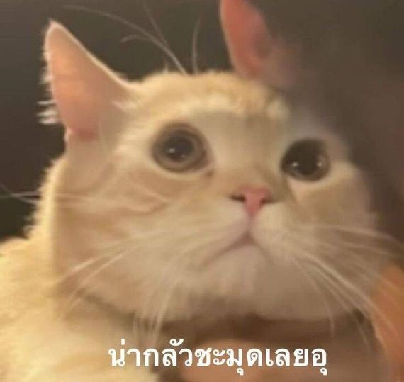 แชท หาเพื่อนคุย  ที่อยู่ กรุงเทพมหานคร
