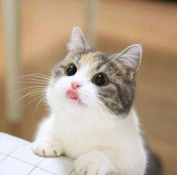 chat looking for friends 
