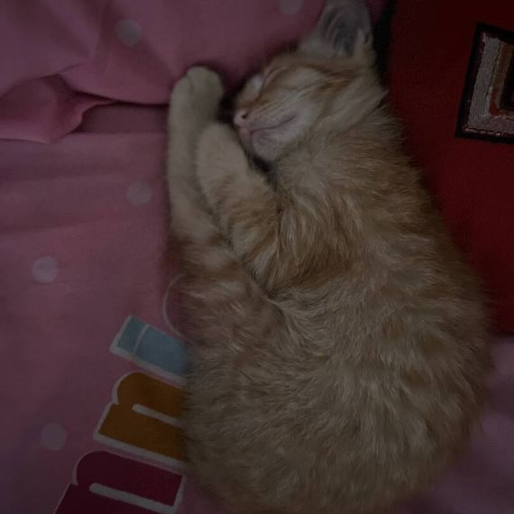 แชท แชทเปิดกล้อง 