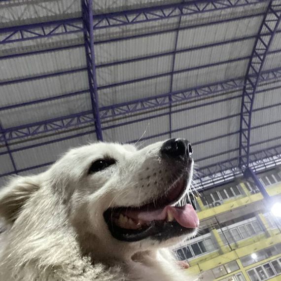 แชท หาเพื่อนคุย, โสด 