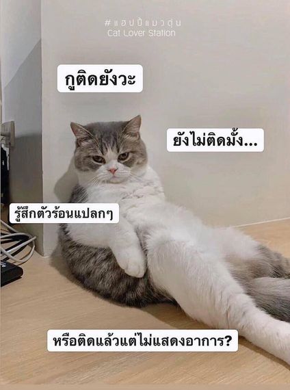 แชท หาเพื่อนคุย 