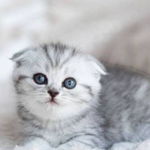 แชท หาเพื่อนคุย, หากิ๊ก 