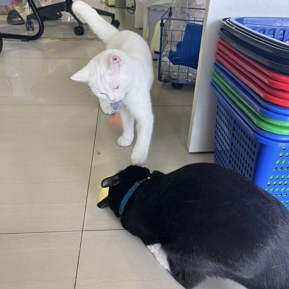 แชท หาเพื่อนคุย