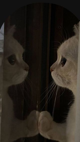 แชท หาเพื่อนคุย, โสด 