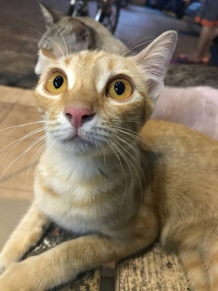 แชท หาเพื่อนคุย  ที่อยู่  ภูเก็ต