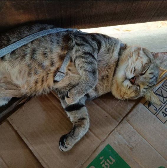 แชท โสด 