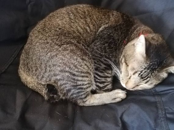 chat looking for friends 