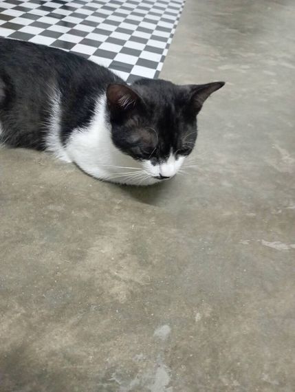 chat camera chat 
