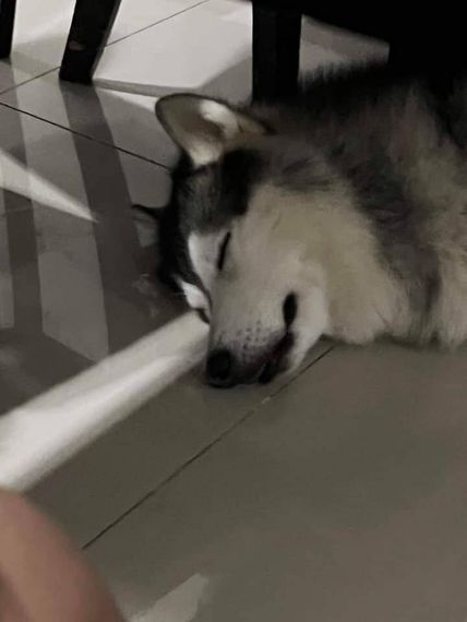 แชท หาเพื่อนคุย, แชทเปิดกล้อง