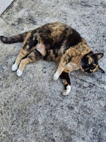 chat looking for friends 