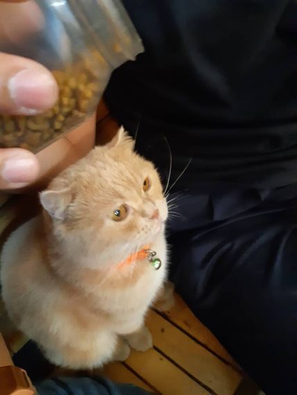 chat single, camera chat 