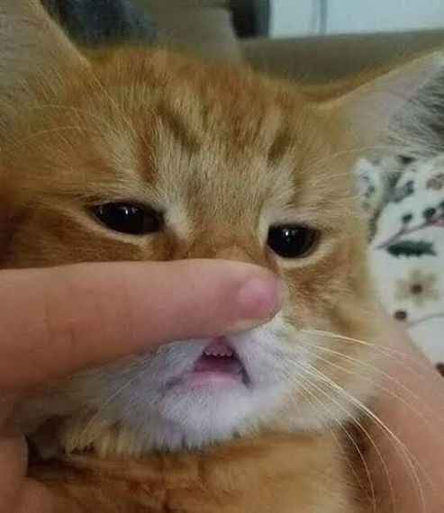 แชท โสด 