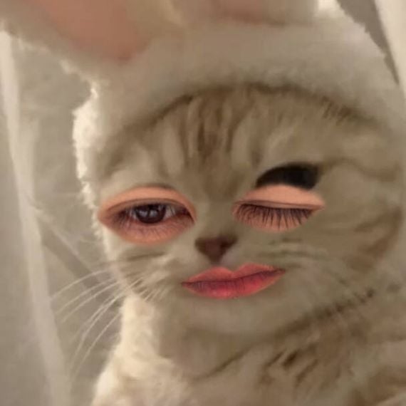 แชท โสด