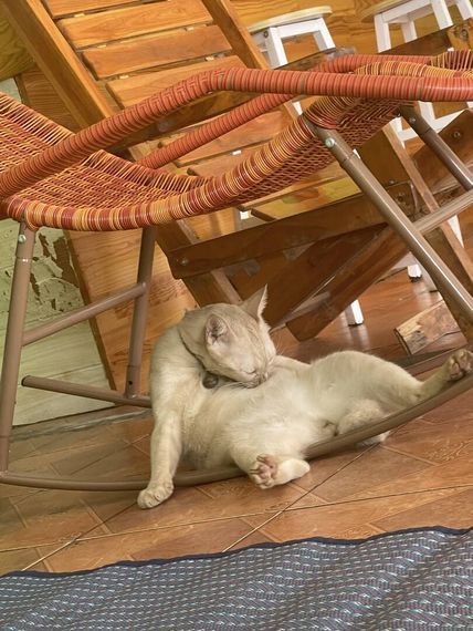 chat chat