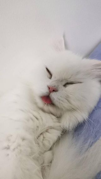 แชท หาเพื่อนคุย, หาเพื่อนเที่ยว  ที่อยู่ กรุงเทพมหานคร