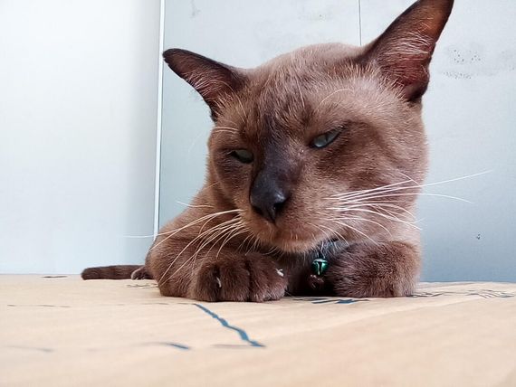 แชท หาแฟน, หาเพื่อนคุย 