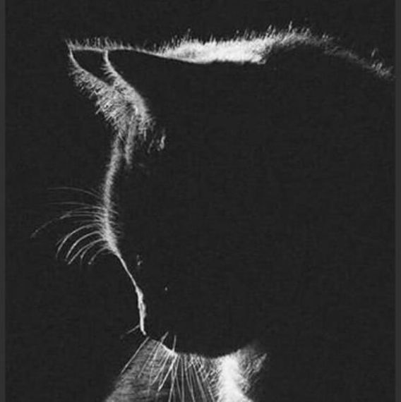 chat looking for friends  from Lamphun