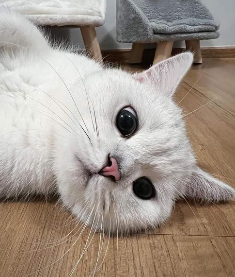 chat looking for friends 