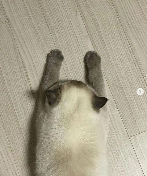 chat chat 