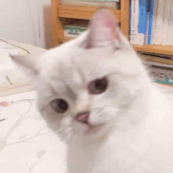 chat find love, chat 