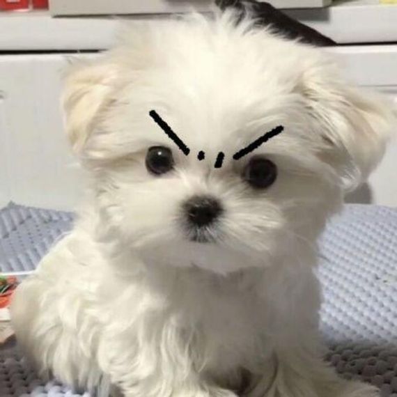 แชท หาเพื่อนคุย, โสด 