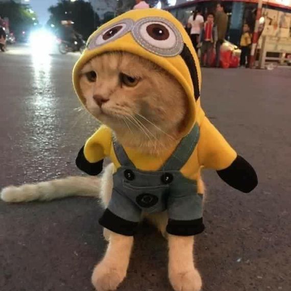 แชท หาเพื่อนคุย, โสด 