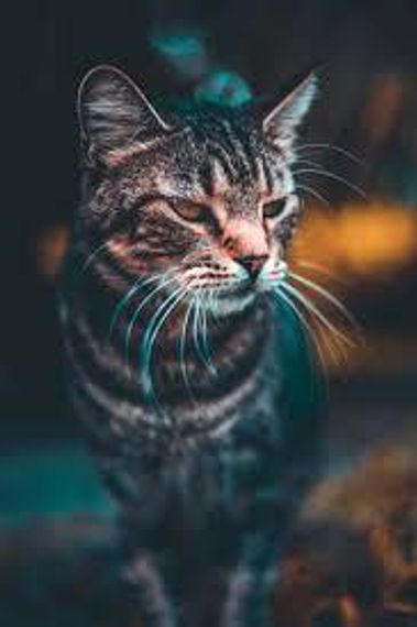 chat looking for friends 