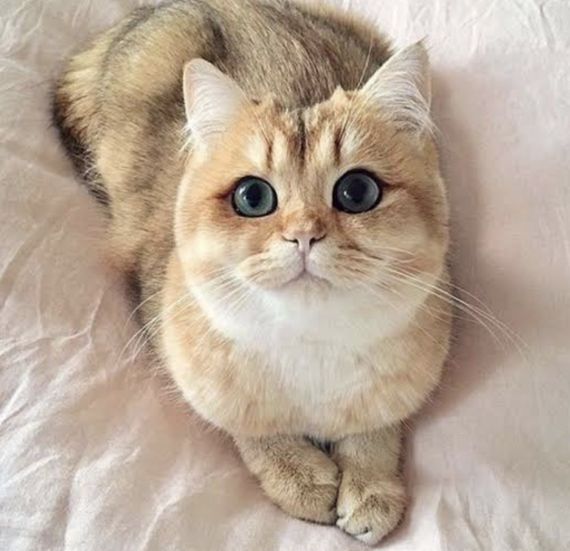 แชท หาเพื่อนคุย, โสด 