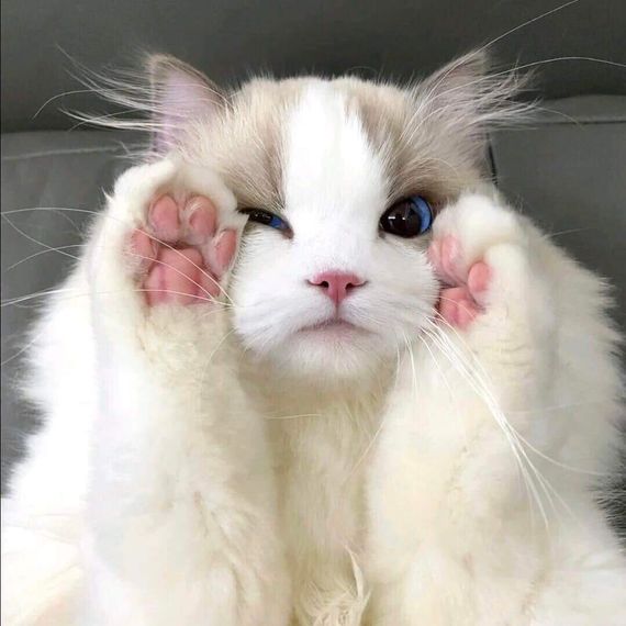 chat looking for friends 