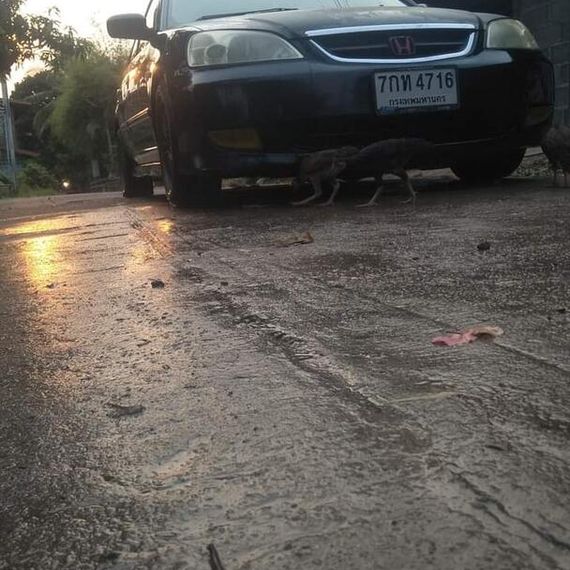 แชท หาเพื่อนคุย 