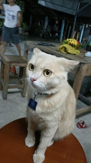 แชท หาเพื่อนคุย 